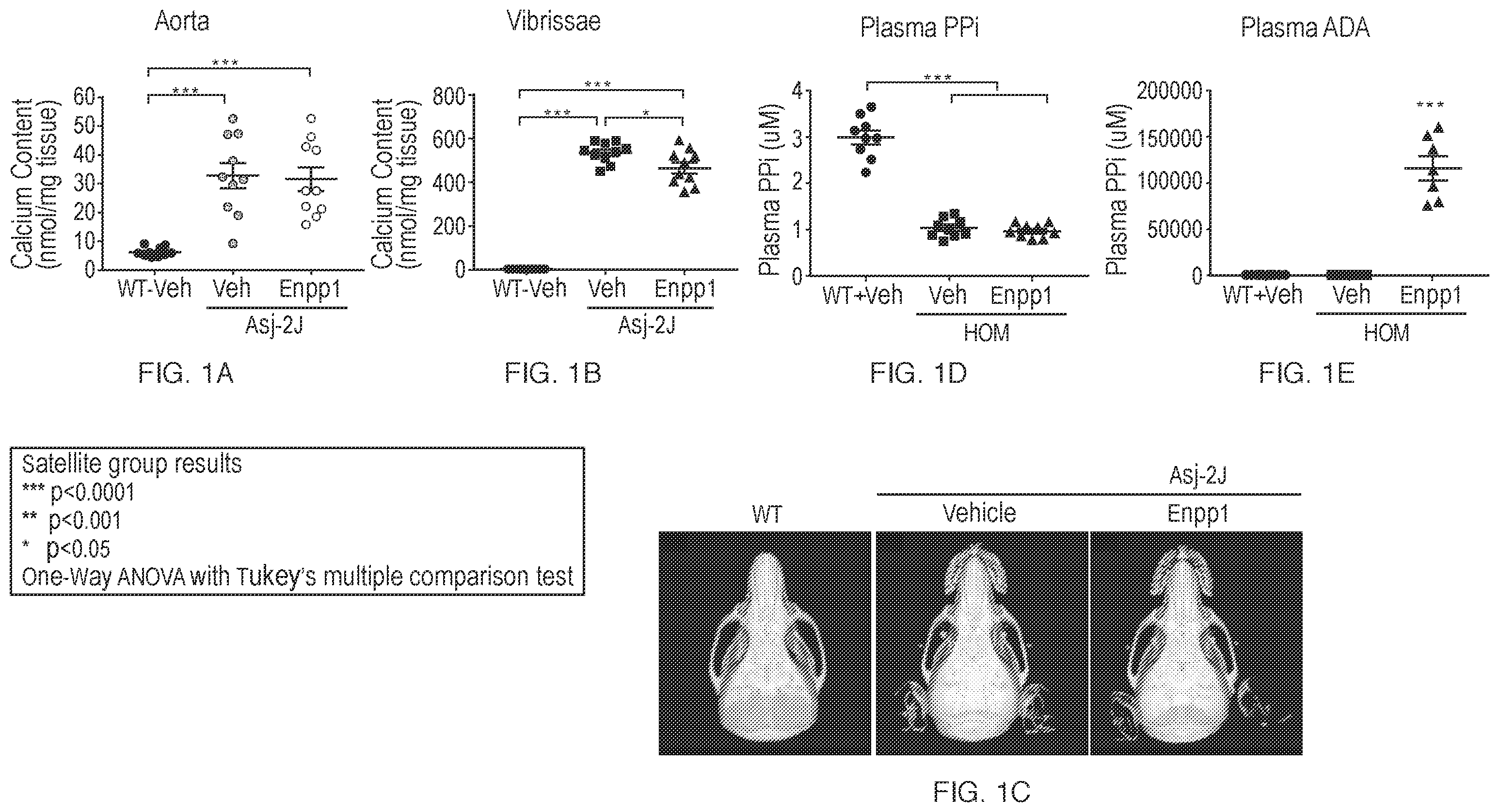 Patent US12134790 Figure 1 – Methods of improving cardiovascular function and treating cardiovascular disease using a recombinant ectonucleotide pyrophosphatase phosphodiesterase (NPP1)