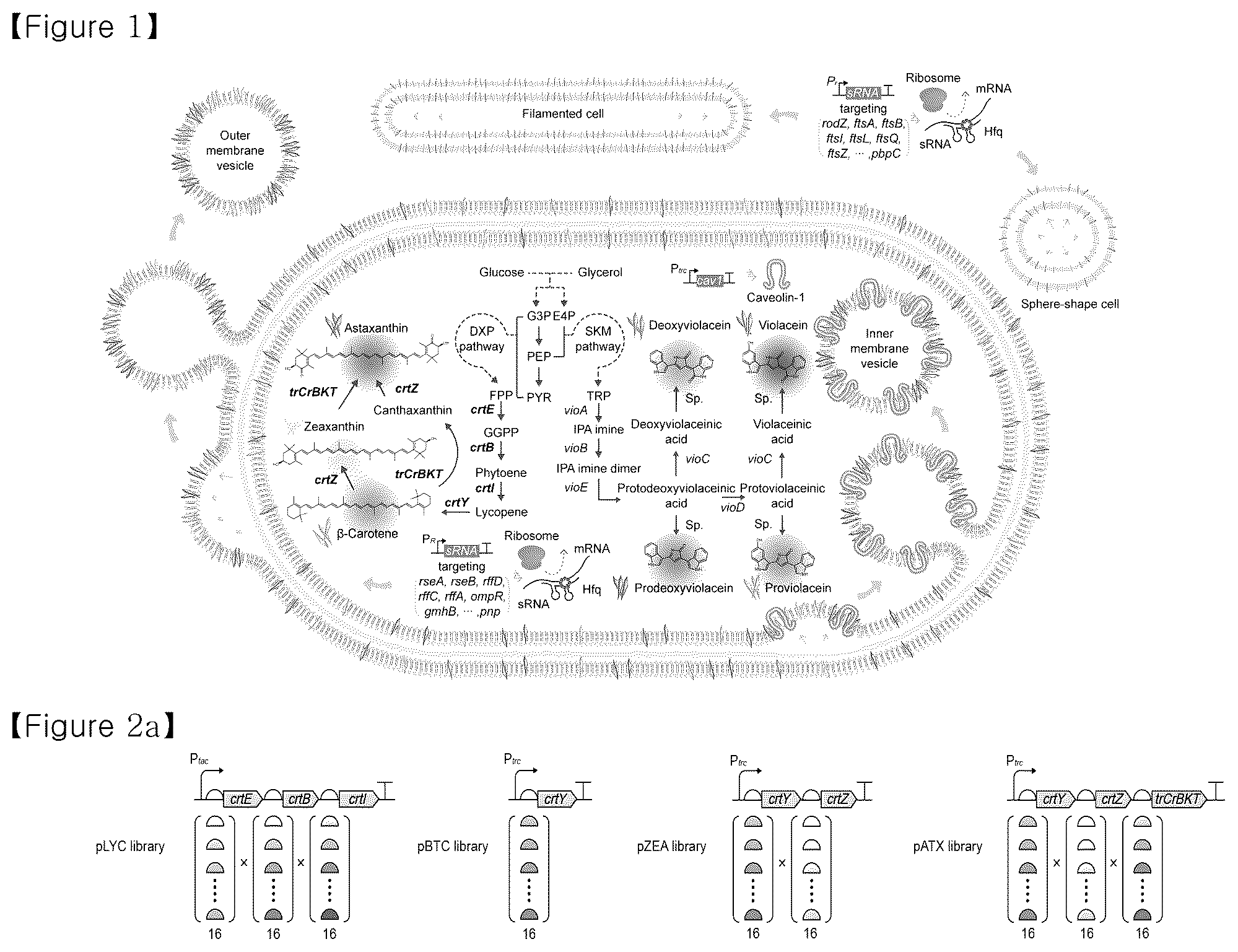 Patent US12134793 Figure 1 – Recombinant microorganism having increased ability to produce hydrophobic material and cell-membrane engineering method for preparation thereof