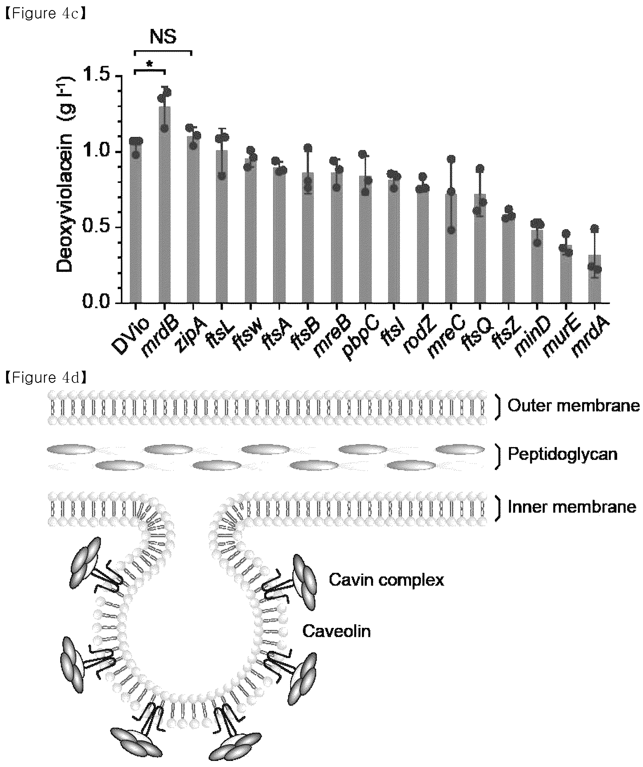 Patent US12134793 Figure 13 – Recombinant microorganism having increased ability to produce hydrophobic material and cell-membrane engineering method for preparation thereof