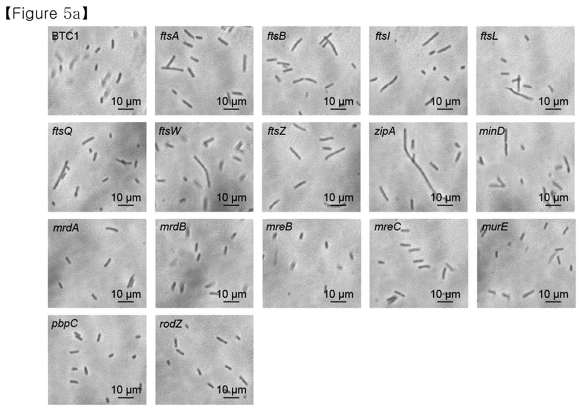 Patent US12134793 Figure 19 – Recombinant microorganism having increased ability to produce hydrophobic material and cell-membrane engineering method for preparation thereof