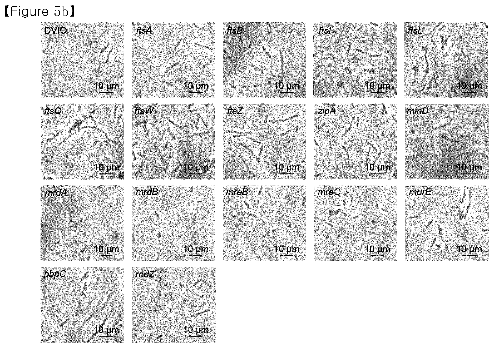 Patent US12134793 Figure 20 – Recombinant microorganism having increased ability to produce hydrophobic material and cell-membrane engineering method for preparation thereof