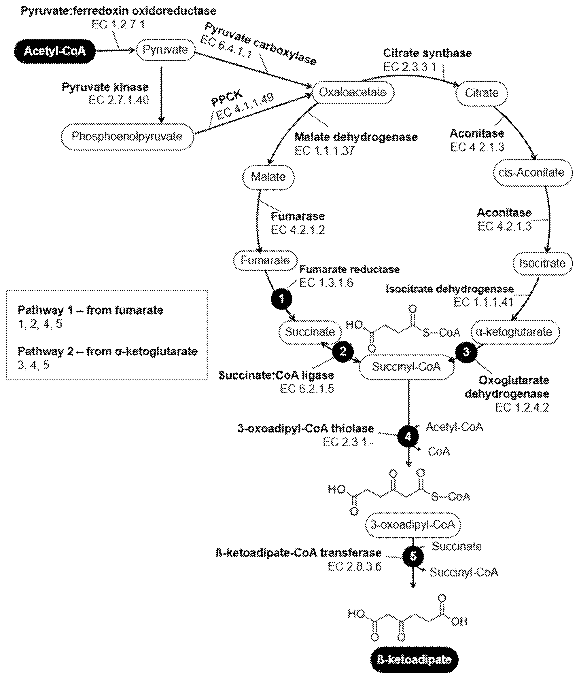 Patent US12134794 Figure 1 – Fermentative production of B-ketoadipate from gaseous substrates
