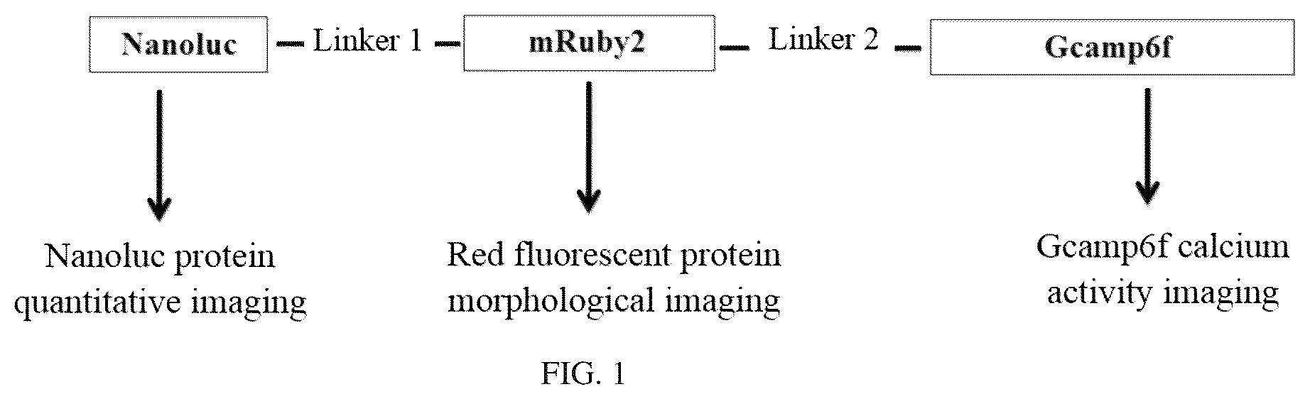 Patent US12134837 Figure 1 – Fusion imaging gene and lentiviral expression plasmid, lentivirus, cell, preparation methods and applications thereof
