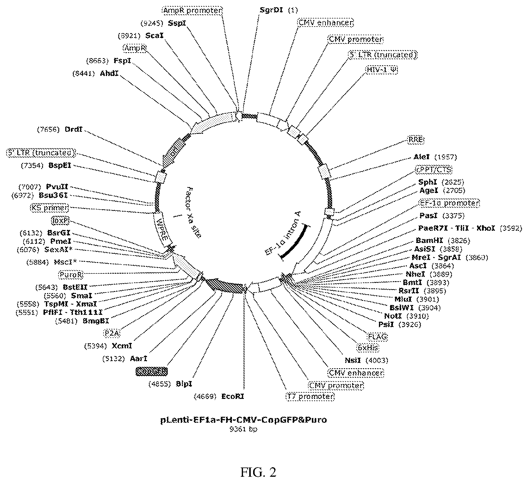Patent US12134837 Figure 2 – Fusion imaging gene and lentiviral expression plasmid, lentivirus, cell, preparation methods and applications thereof