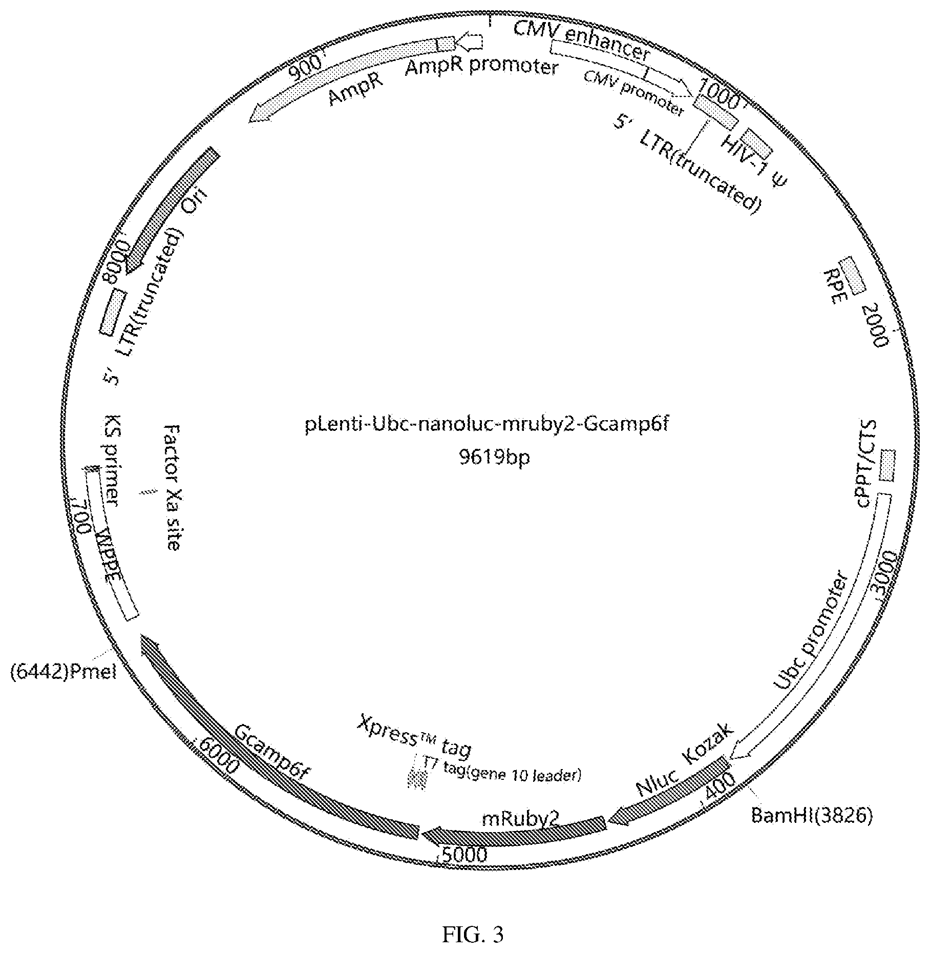 Patent US12134837 Figure 3 – Fusion imaging gene and lentiviral expression plasmid, lentivirus, cell, preparation methods and applications thereof