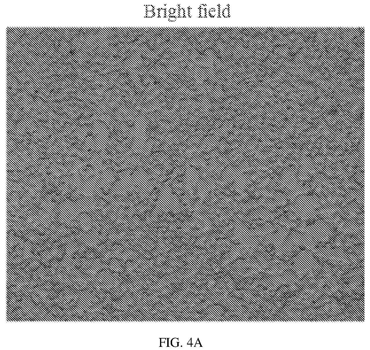 Patent US12134837 Figure 4 – Fusion imaging gene and lentiviral expression plasmid, lentivirus, cell, preparation methods and applications thereof