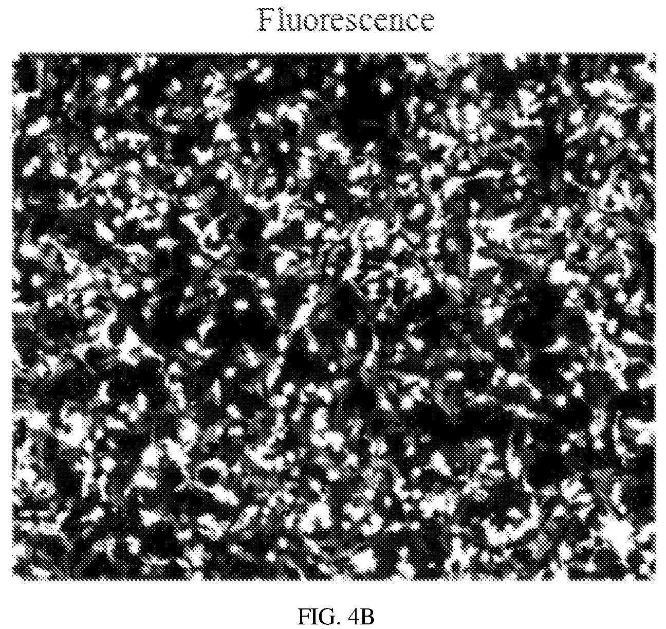 Patent US12134837 Figure 5 – Fusion imaging gene and lentiviral expression plasmid, lentivirus, cell, preparation methods and applications thereof