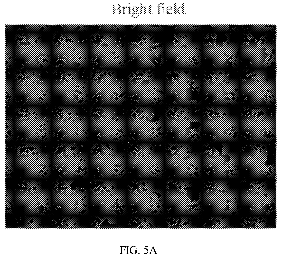 Patent US12134837 Figure 6 – Fusion imaging gene and lentiviral expression plasmid, lentivirus, cell, preparation methods and applications thereof
