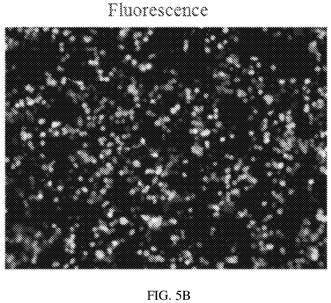 Patent US12134837 Figure 7 – Fusion imaging gene and lentiviral expression plasmid, lentivirus, cell, preparation methods and applications thereof