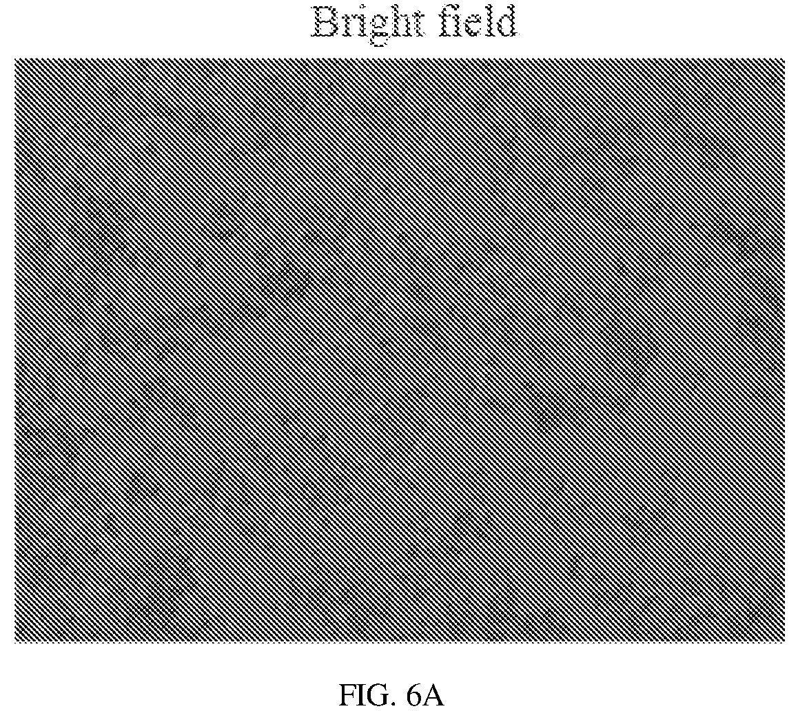 Patent US12134837 Figure 8 – Fusion imaging gene and lentiviral expression plasmid, lentivirus, cell, preparation methods and applications thereof
