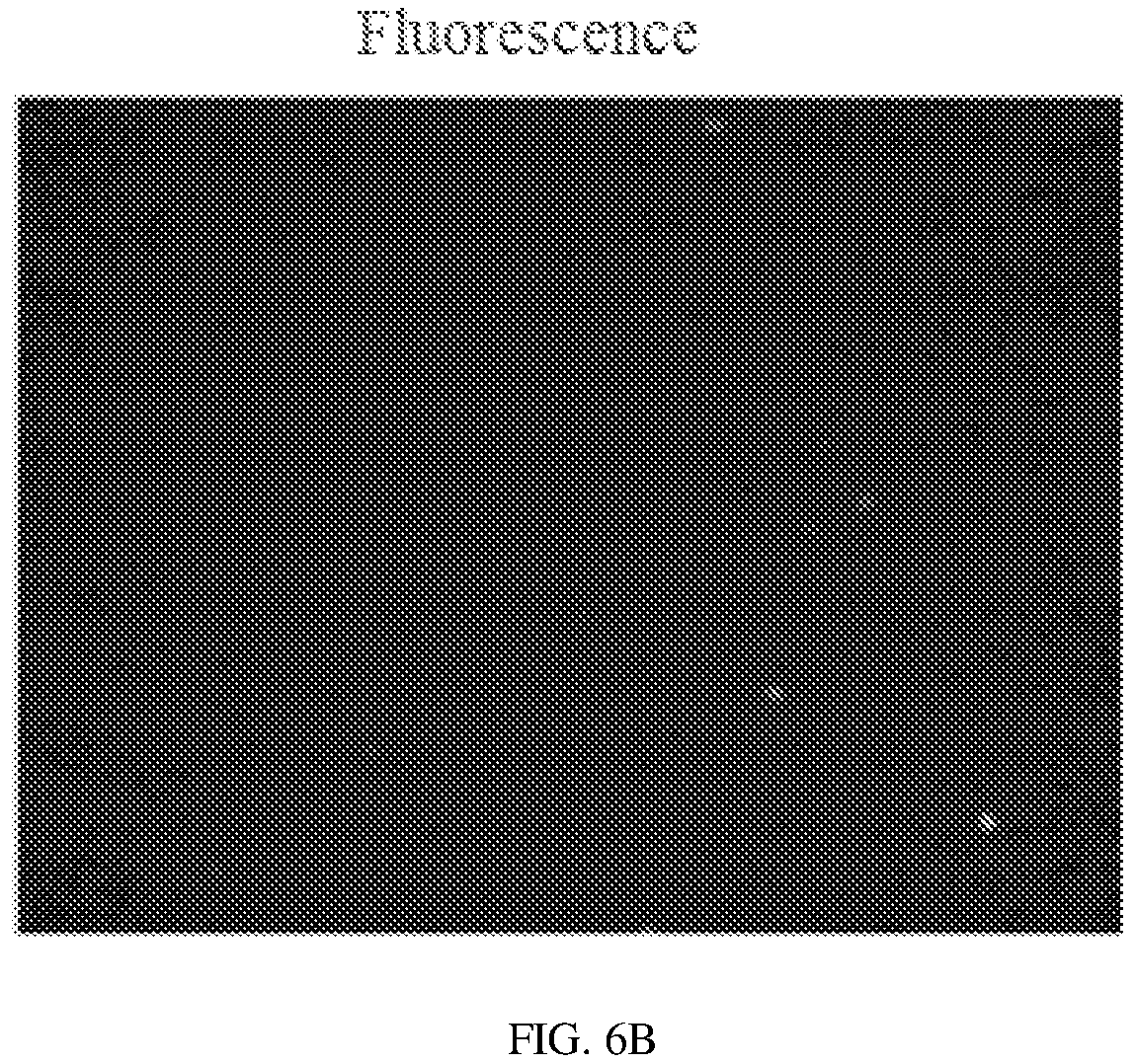 Patent US12134837 Figure 9 – Fusion imaging gene and lentiviral expression plasmid, lentivirus, cell, preparation methods and applications thereof