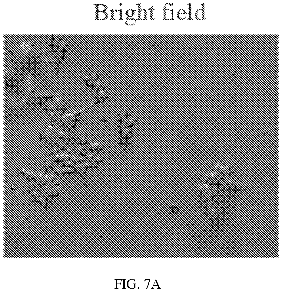 Patent US12134837 Figure 10 – Fusion imaging gene and lentiviral expression plasmid, lentivirus, cell, preparation methods and applications thereof