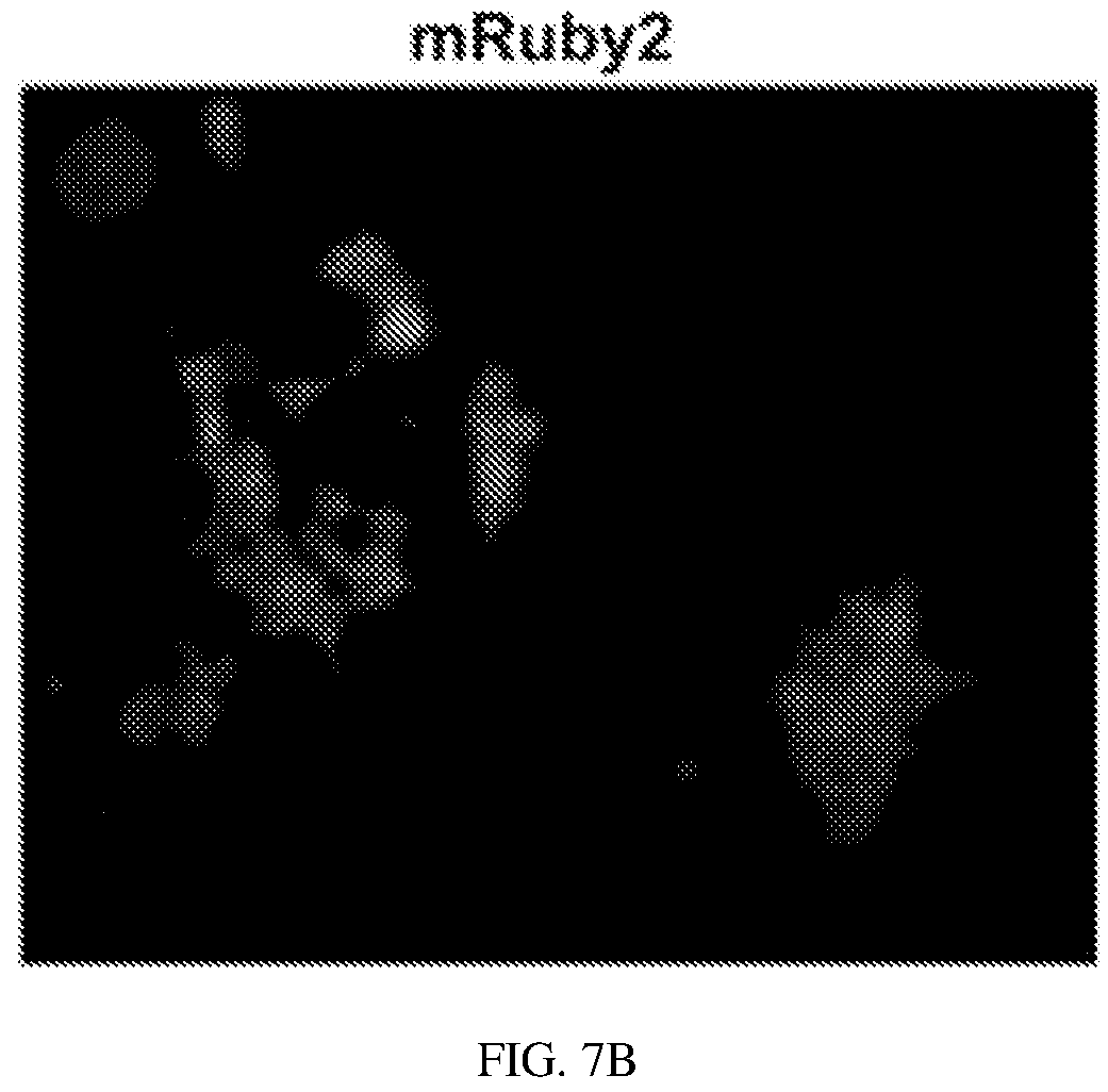 Patent US12134837 Figure 11 – Fusion imaging gene and lentiviral expression plasmid, lentivirus, cell, preparation methods and applications thereof