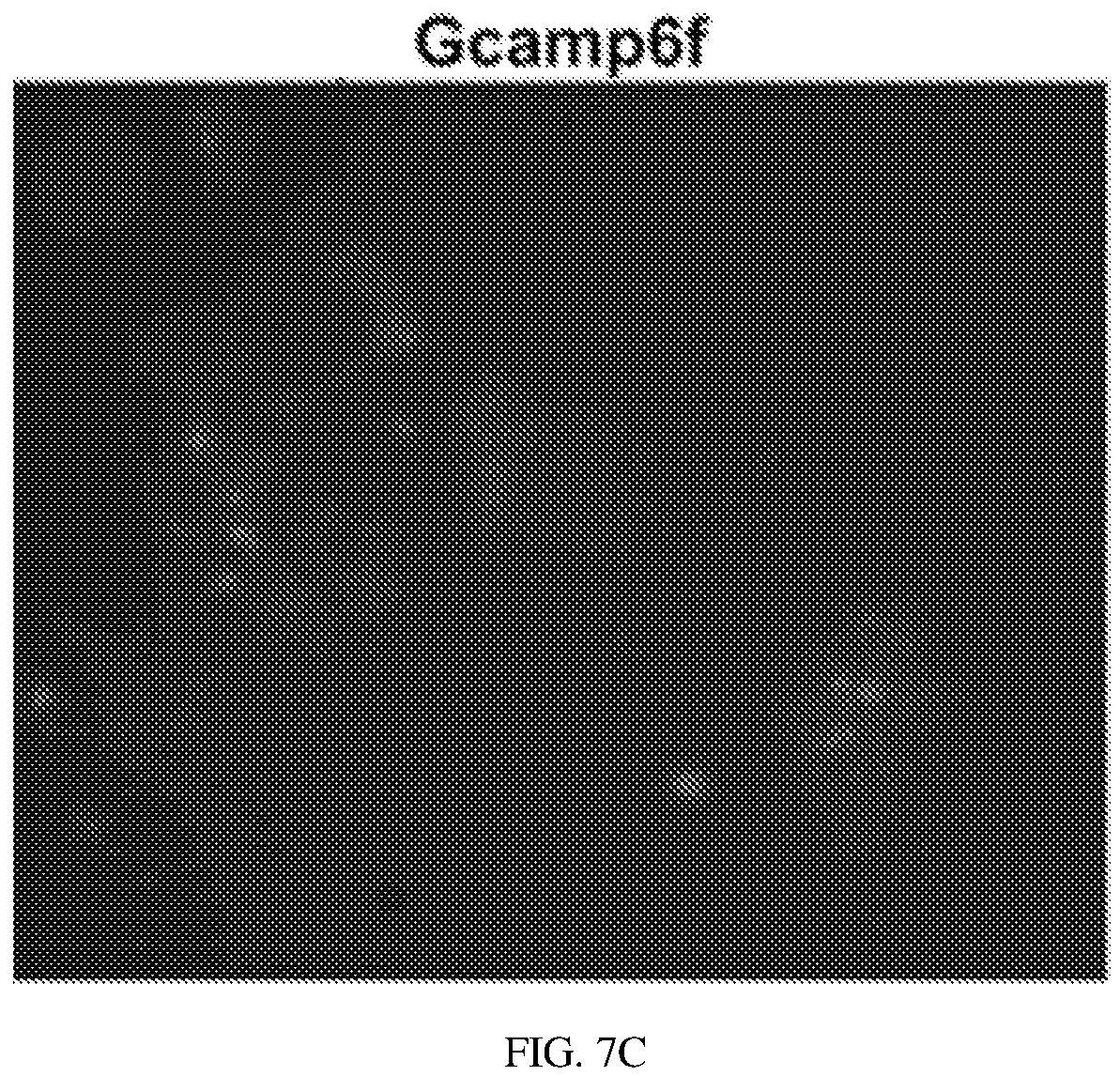Patent US12134837 Figure 12 – Fusion imaging gene and lentiviral expression plasmid, lentivirus, cell, preparation methods and applications thereof