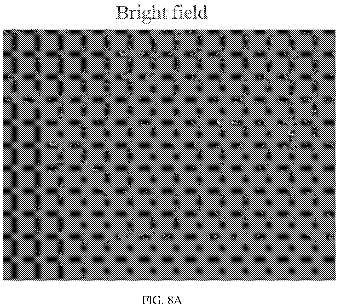 Patent US12134837 Figure 13 – Fusion imaging gene and lentiviral expression plasmid, lentivirus, cell, preparation methods and applications thereof