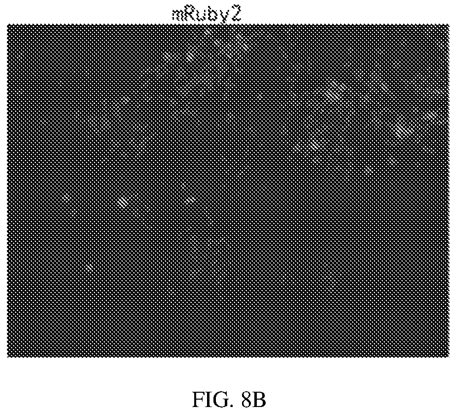 Patent US12134837 Figure 14 – Fusion imaging gene and lentiviral expression plasmid, lentivirus, cell, preparation methods and applications thereof