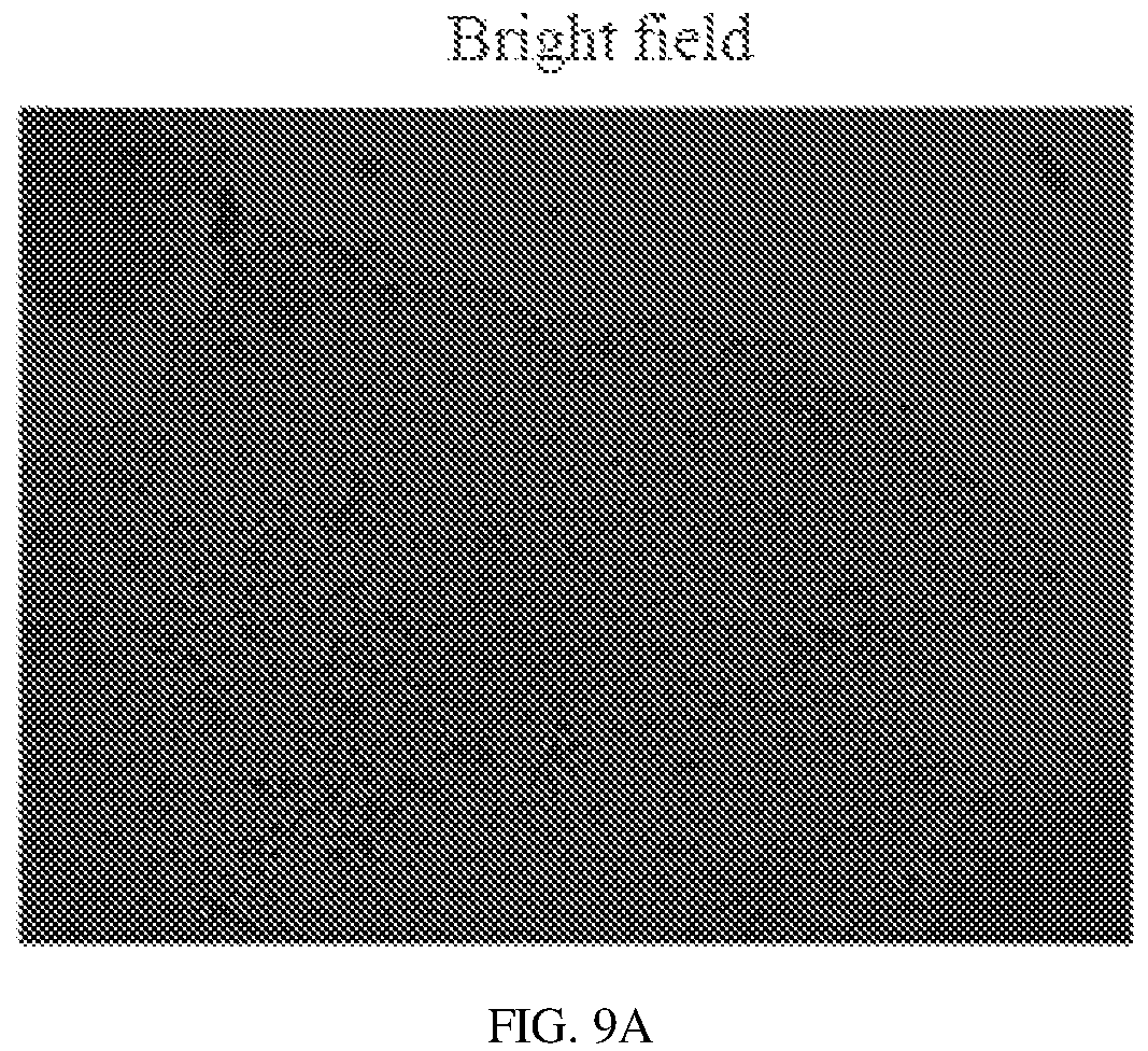 Patent US12134837 Figure 15 – Fusion imaging gene and lentiviral expression plasmid, lentivirus, cell, preparation methods and applications thereof