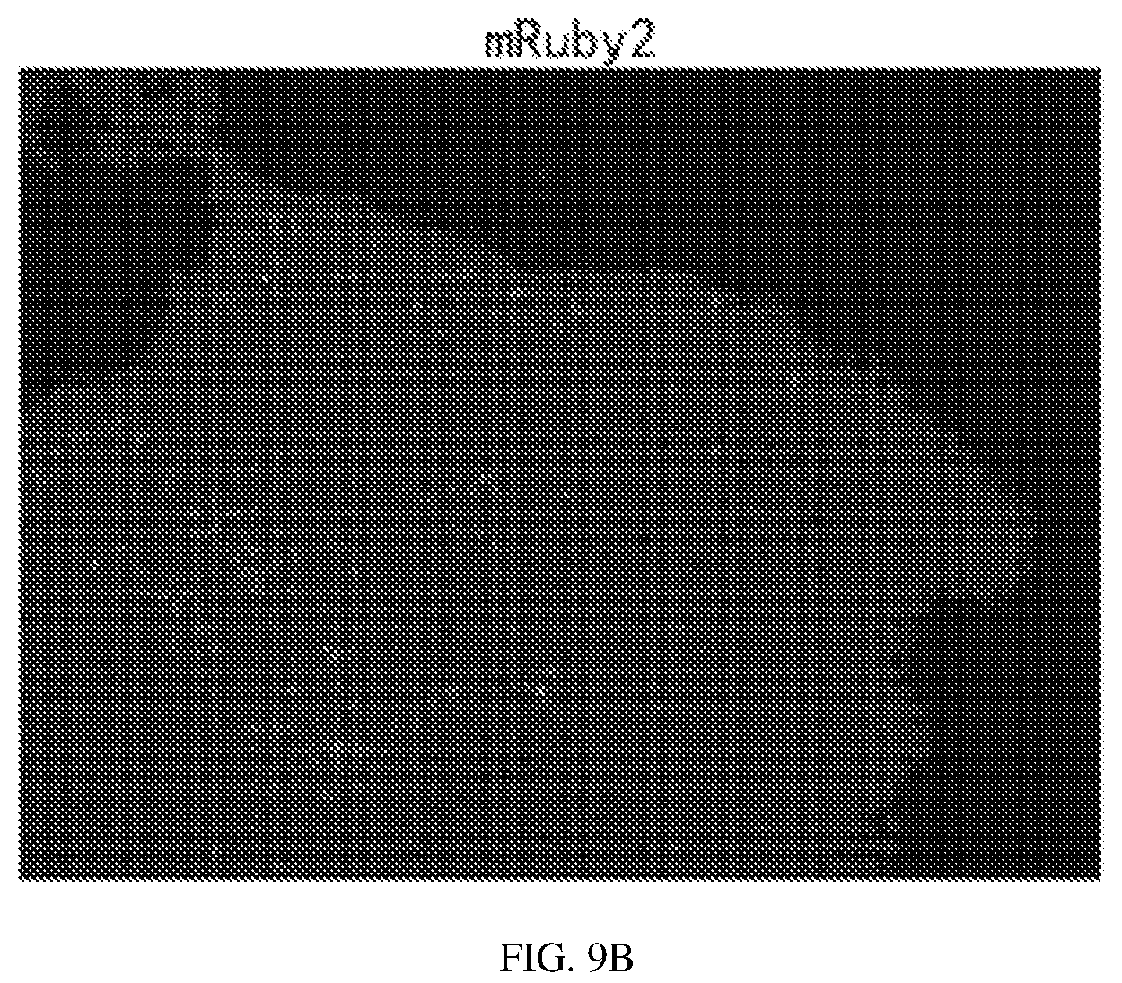 Patent US12134837 Figure 16 – Fusion imaging gene and lentiviral expression plasmid, lentivirus, cell, preparation methods and applications thereof