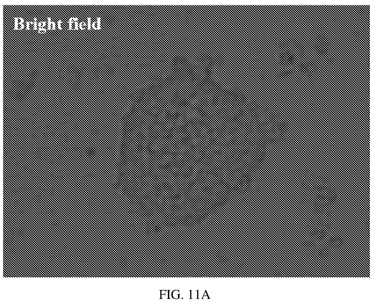 Patent US12134837 Figure 19 – Fusion imaging gene and lentiviral expression plasmid, lentivirus, cell, preparation methods and applications thereof