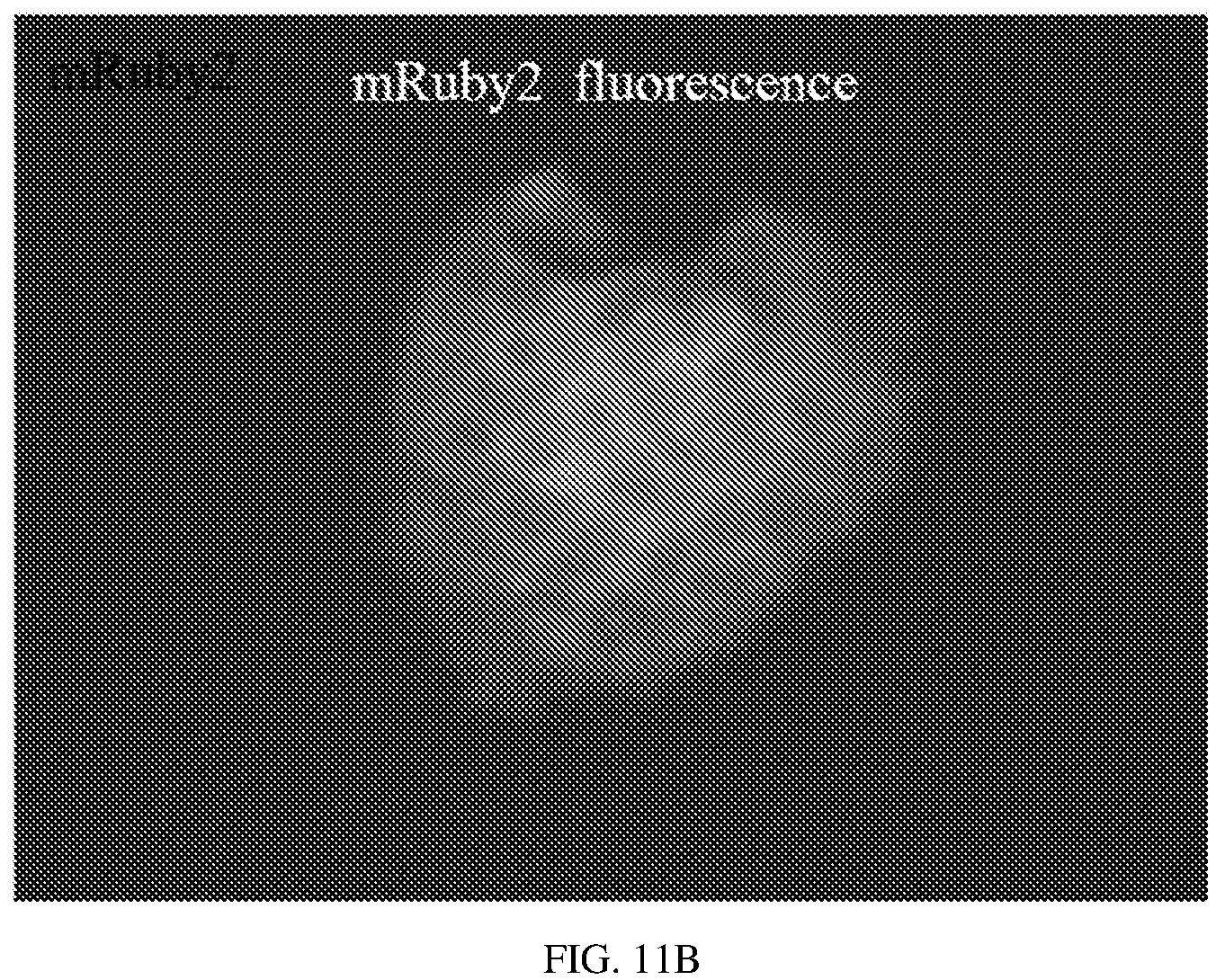 Patent US12134837 Figure 20 – Fusion imaging gene and lentiviral expression plasmid, lentivirus, cell, preparation methods and applications thereof