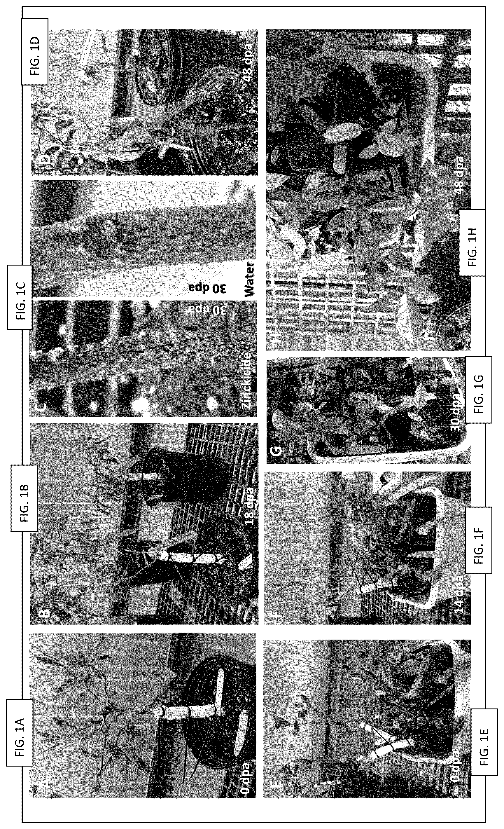 Patent US12137647 — Phloem-based delivery of therapeutics — Figure 1