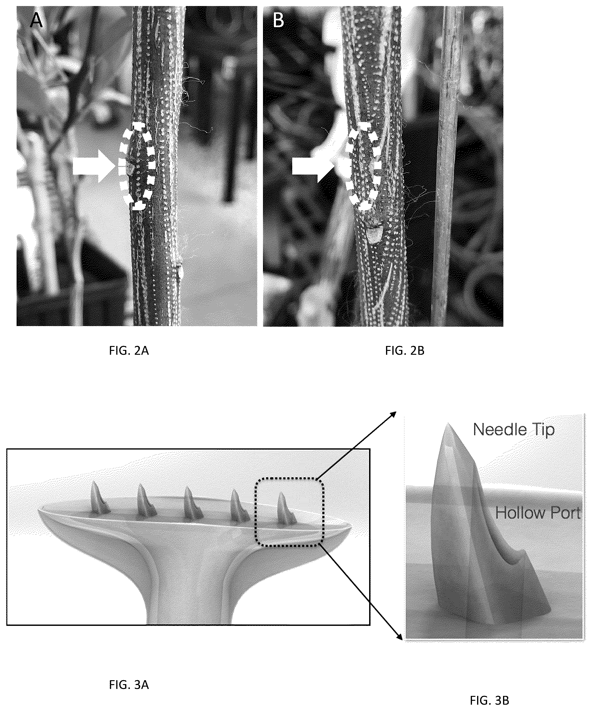 Patent US12137647 Figure 2 – Phloem-based delivery of therapeutics