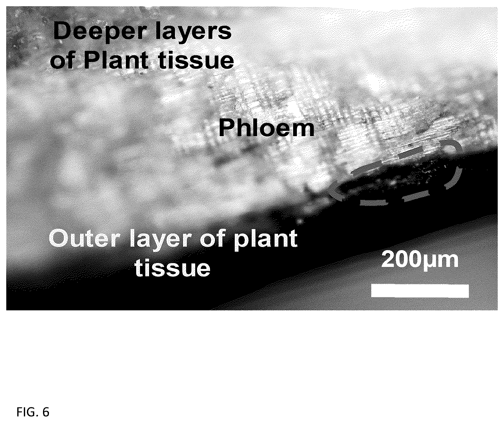 Patent US12137647 Figure 4 – Phloem-based delivery of therapeutics