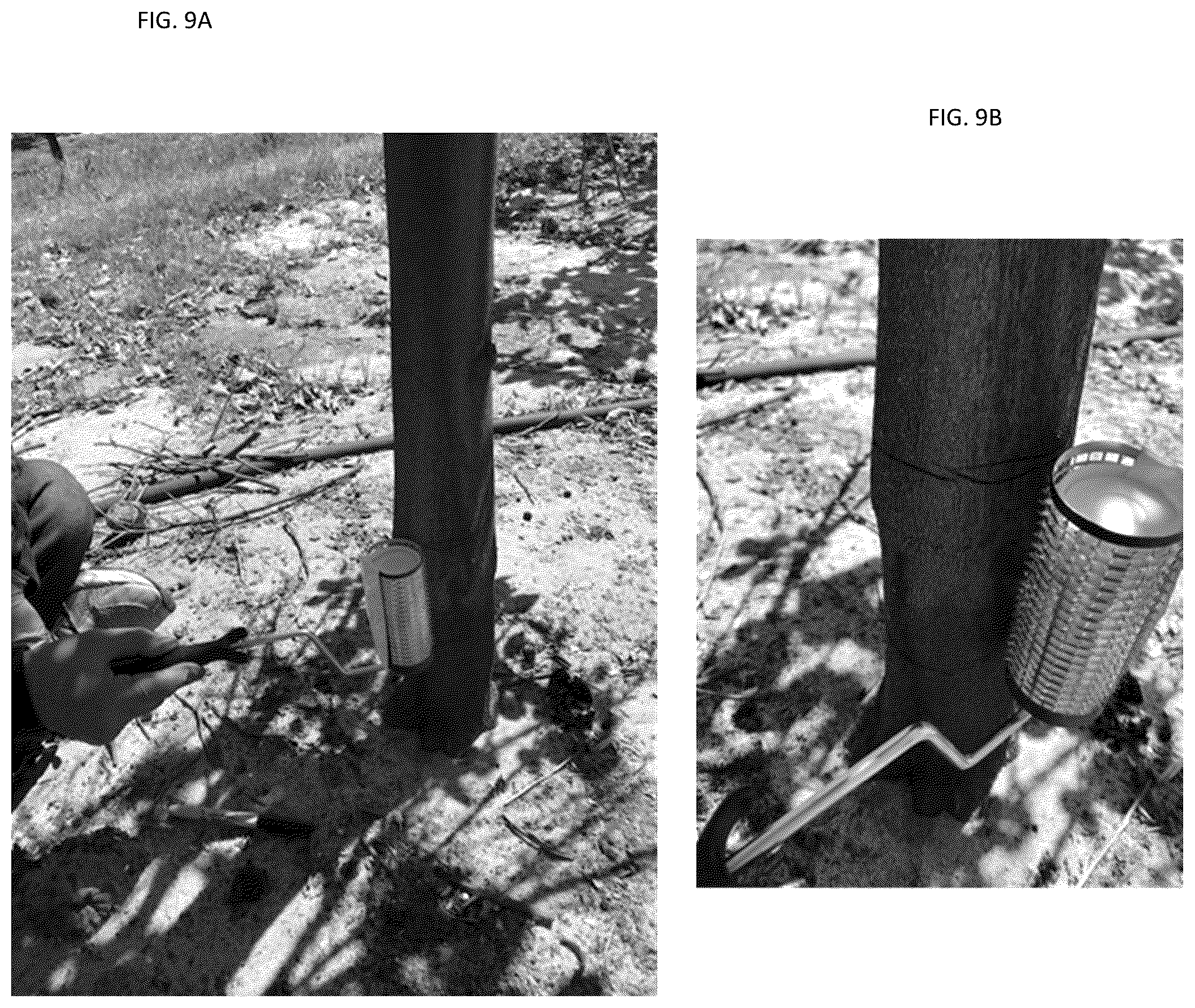 Patent US12137647 Figure 7 – Phloem-based delivery of therapeutics