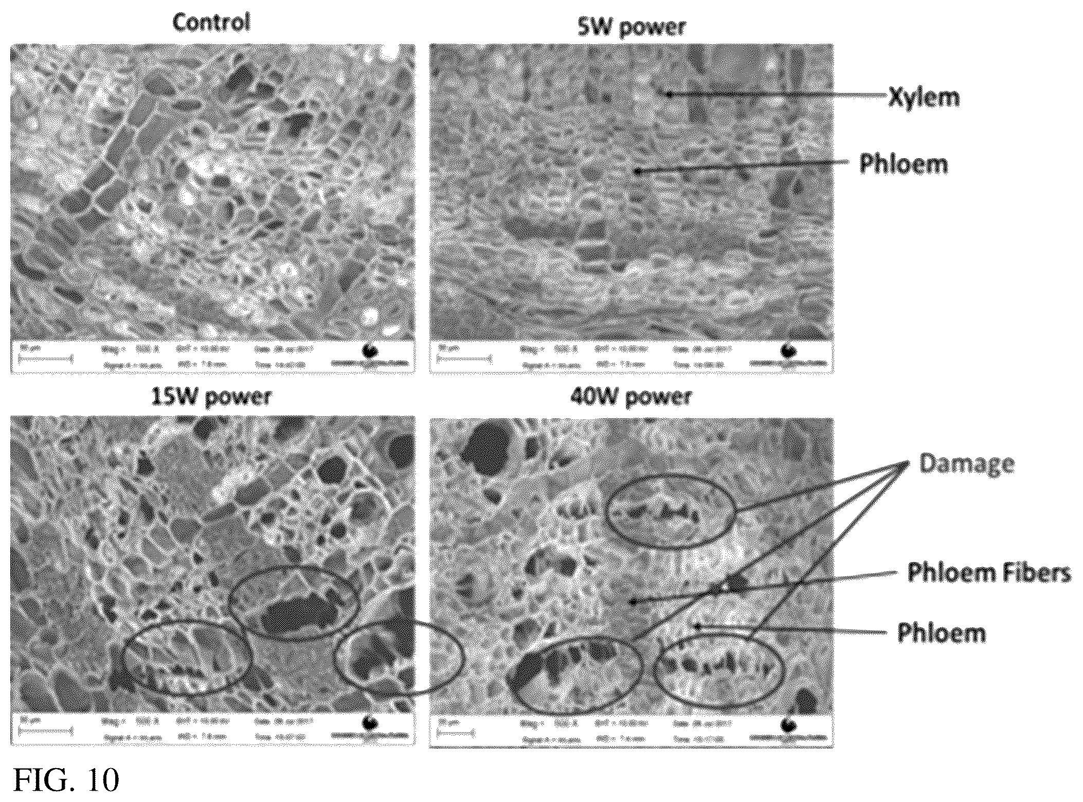 Patent US12137647 Figure 8 – Phloem-based delivery of therapeutics