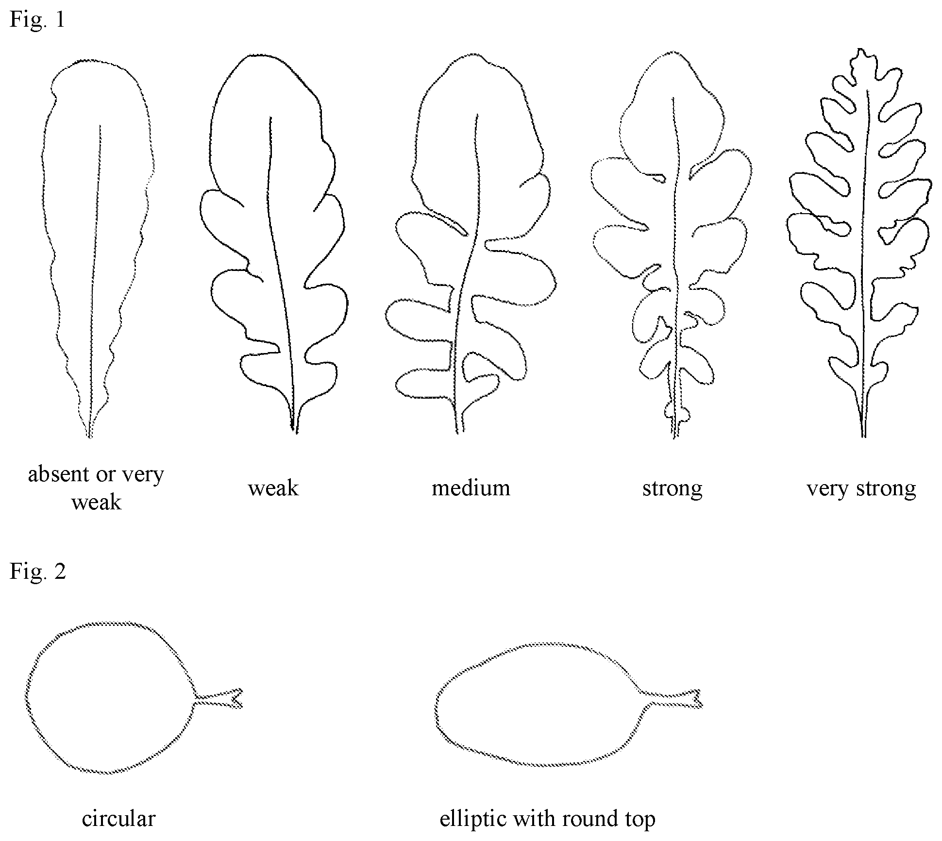 Patent US12137652 Figure 1 – Salad rocket variety 88-208 RZ