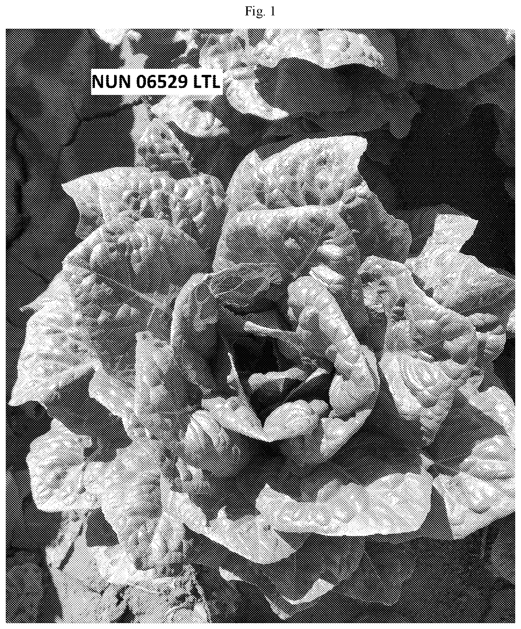 Patent US12137653 Figure 1 – Lettuce variety NUN 06529 LTL