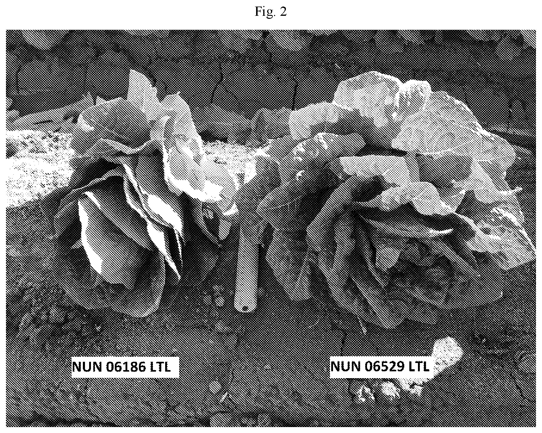 Patent US12137653 Figure 2 – Lettuce variety NUN 06529 LTL