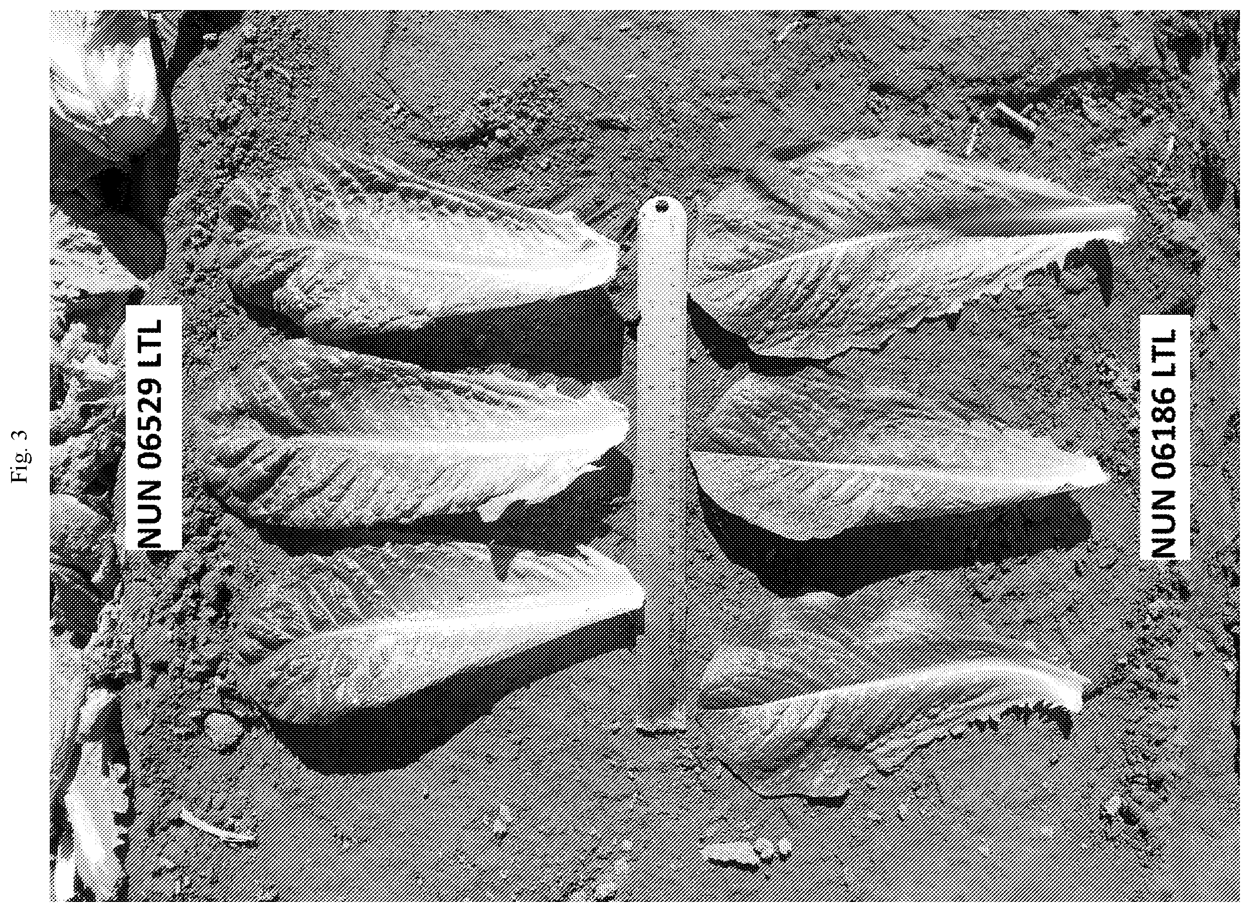 Patent US12137653 Figure 3 – Lettuce variety NUN 06529 LTL