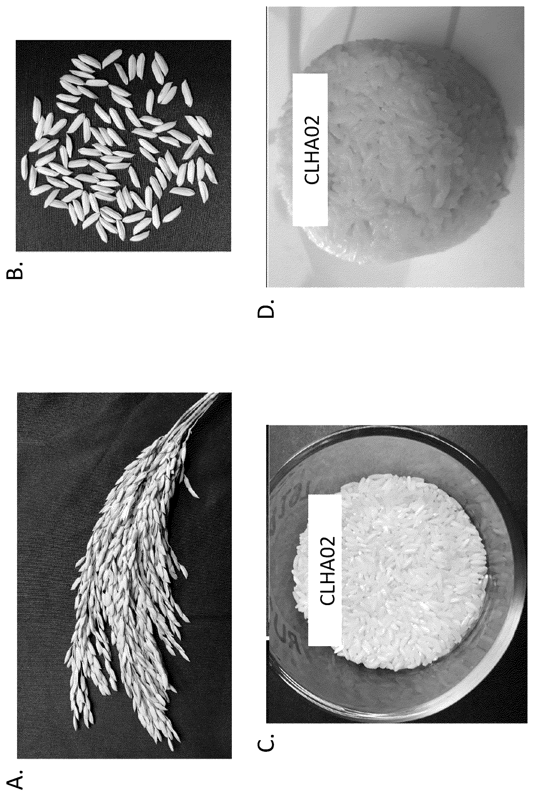 Patent US12137654 Figure 1 – Rice cultivar CLHA02
