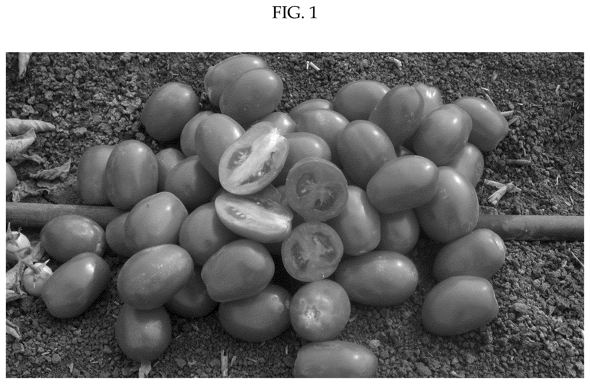 Patent US12137662 Figure 1 – Hybrid tomato variety ‘H2123’