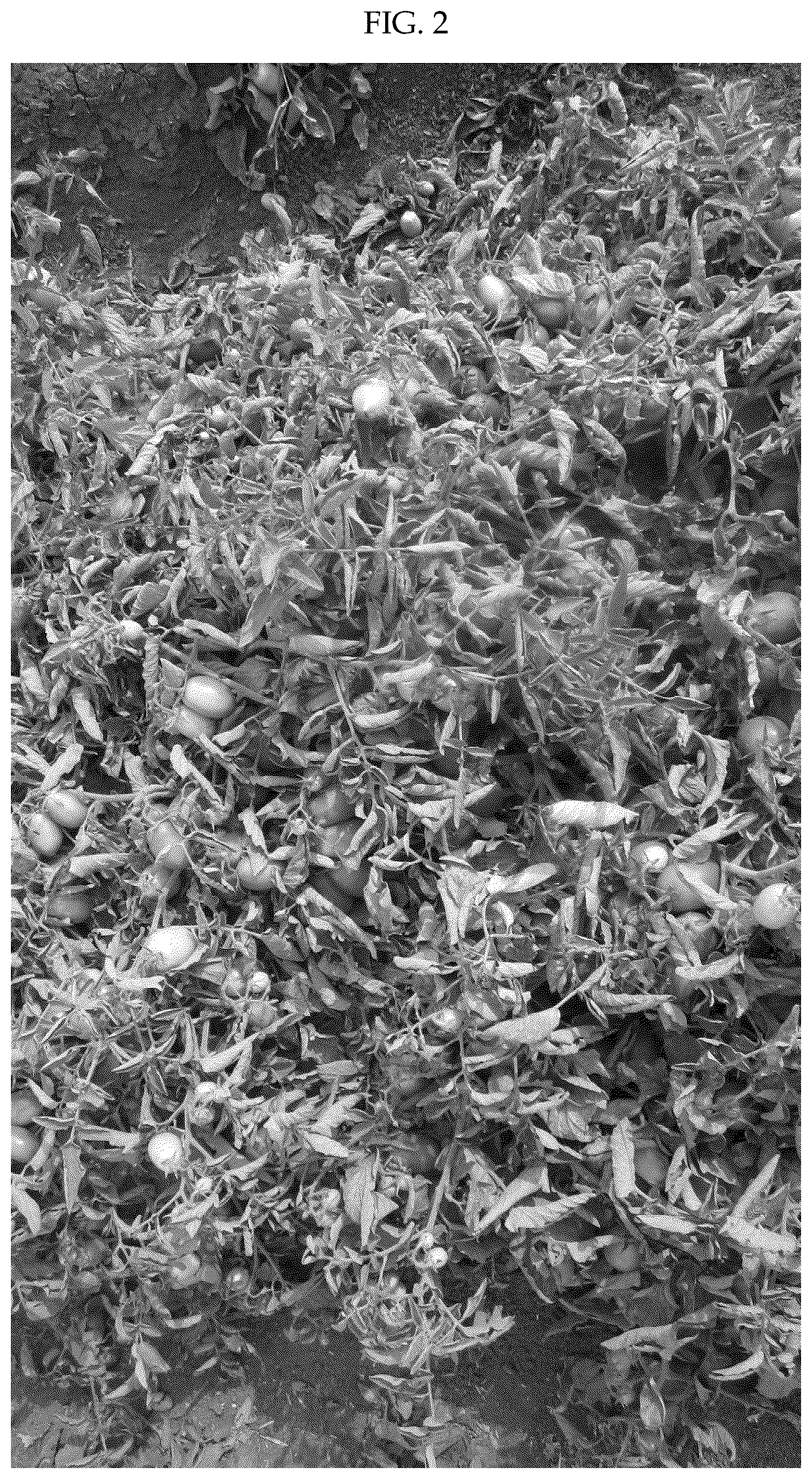 Patent US12137662 Figure 2 – Hybrid tomato variety ‘H2123’