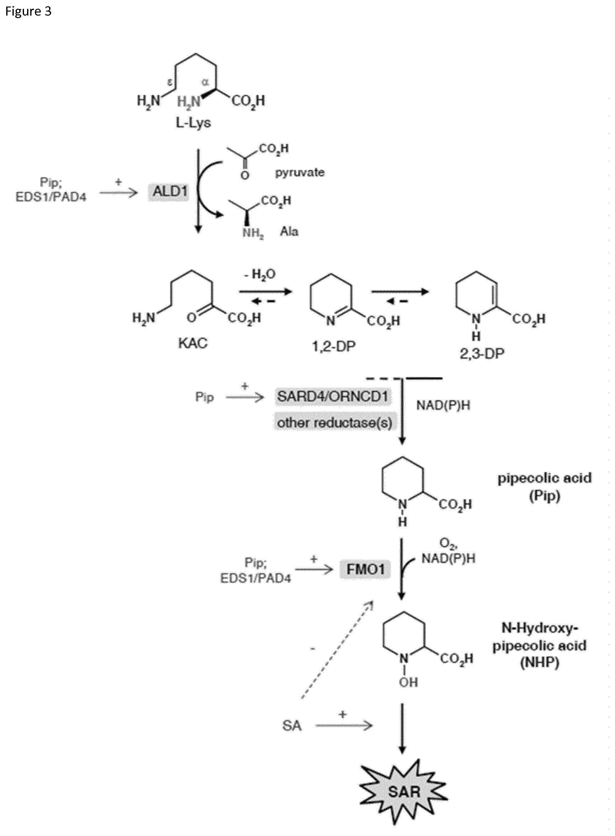 Patent US12137687 Figure 5 – Method for inducing acquired resistance in a plant