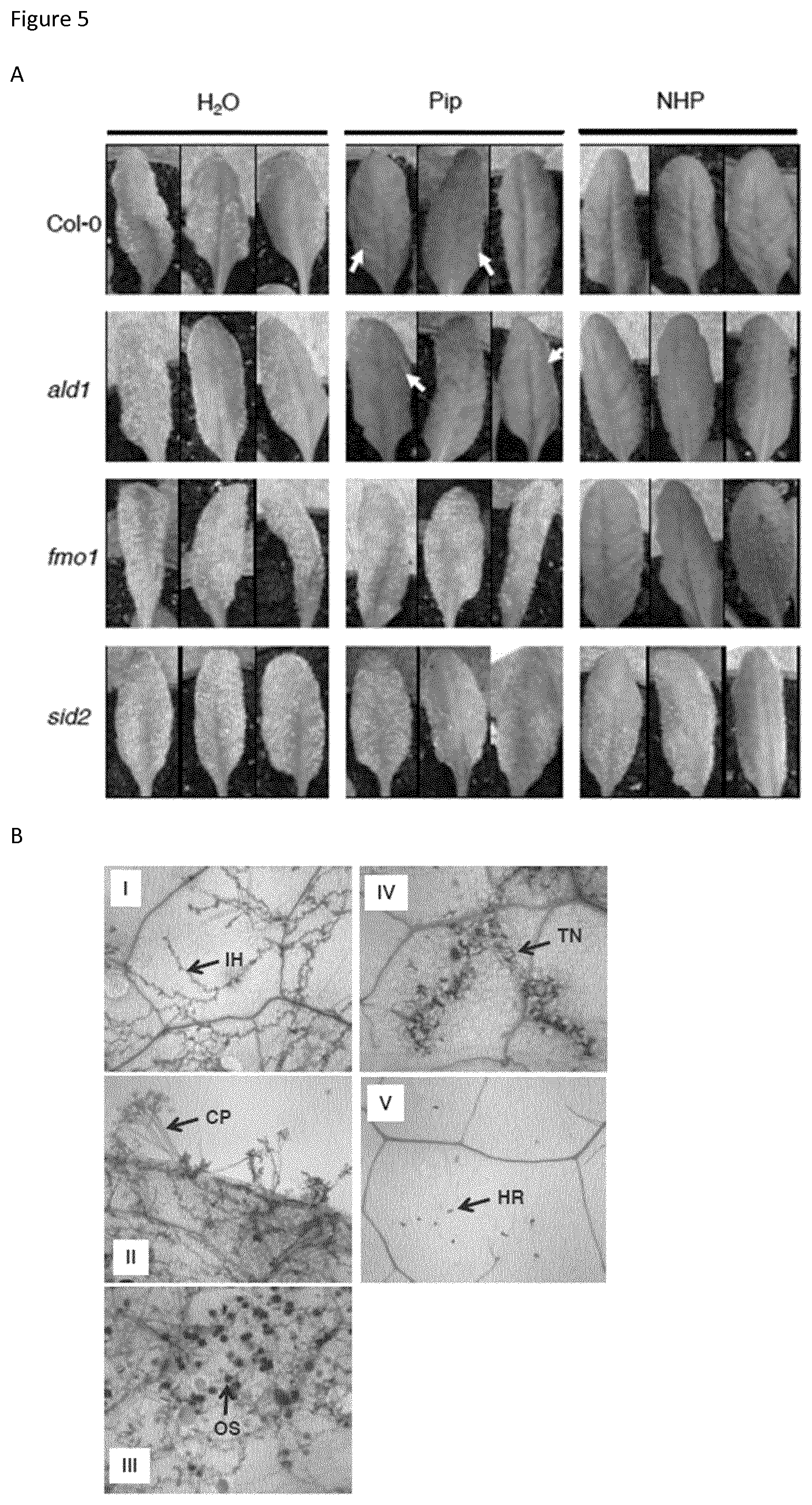 Patent US12137687 Figure 7 – Method for inducing acquired resistance in a plant