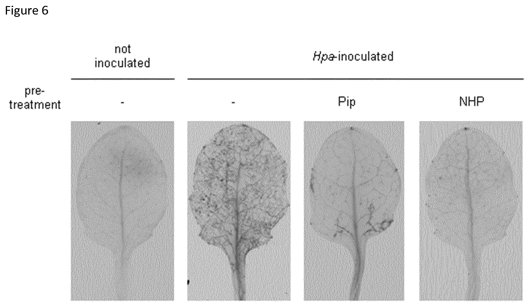 Patent US12137687 Figure 9 – Method for inducing acquired resistance in a plant