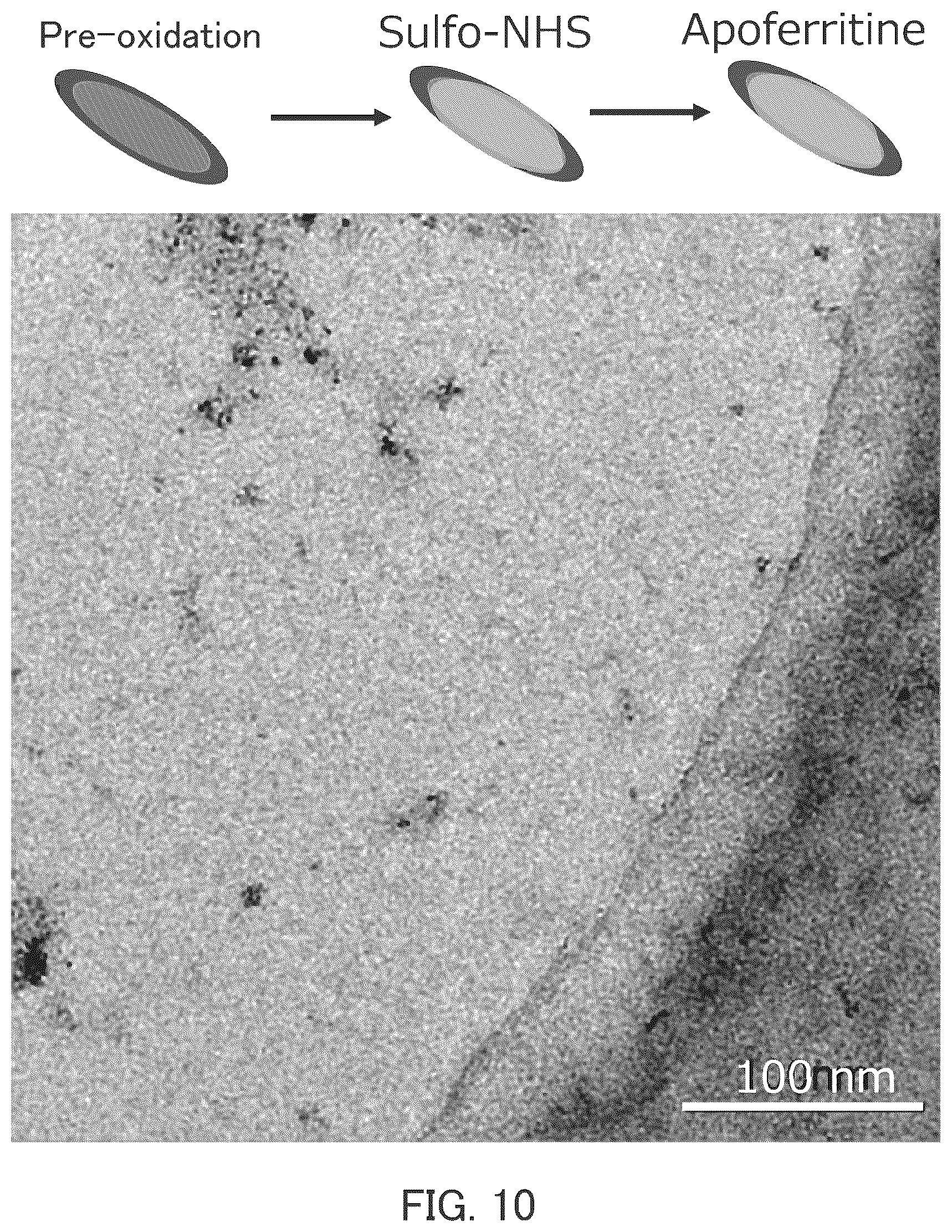 Patent US12139406 Figure 6 – Method for producing substance with modified carbon allotrope surface, method for producing substance with carbon allotrope surface into which functional group is introduced, method for producing grid for cryo-electron microscopy, organic substance, and grid for cryo-electron microscopy