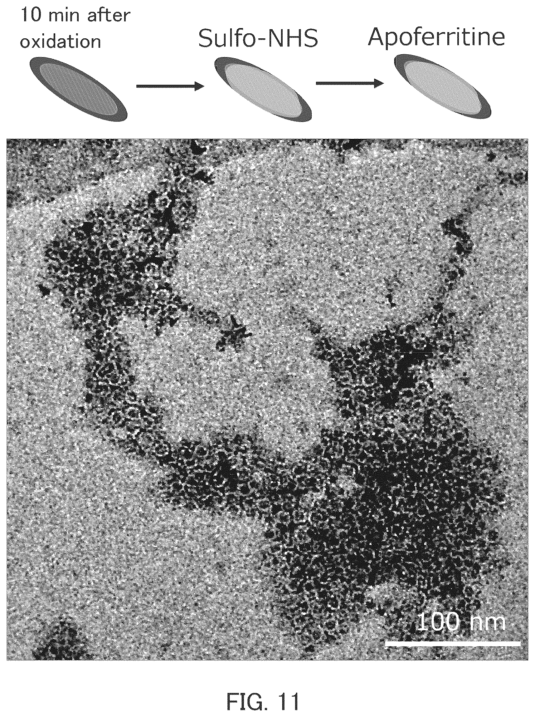 Patent US12139406 Figure 7 – Method for producing substance with modified carbon allotrope surface, method for producing substance with carbon allotrope surface into which functional group is introduced, method for producing grid for cryo-electron microscopy, organic substance, and grid for cryo-electron microscopy