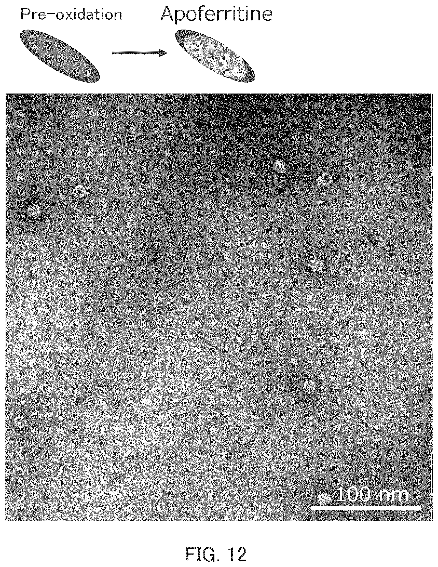 Patent US12139406 Figure 8 – Method for producing substance with modified carbon allotrope surface, method for producing substance with carbon allotrope surface into which functional group is introduced, method for producing grid for cryo-electron microscopy, organic substance, and grid for cryo-electron microscopy