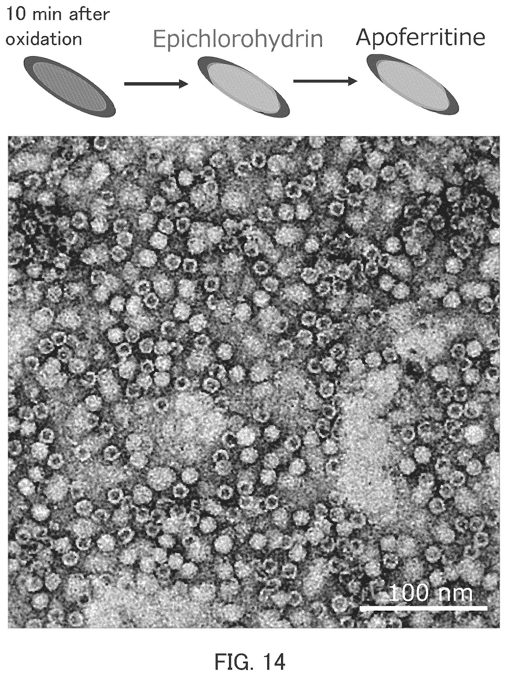 Patent US12139406 Figure 10 – Method for producing substance with modified carbon allotrope surface, method for producing substance with carbon allotrope surface into which functional group is introduced, method for producing grid for cryo-electron microscopy, organic substance, and grid for cryo-electron microscopy