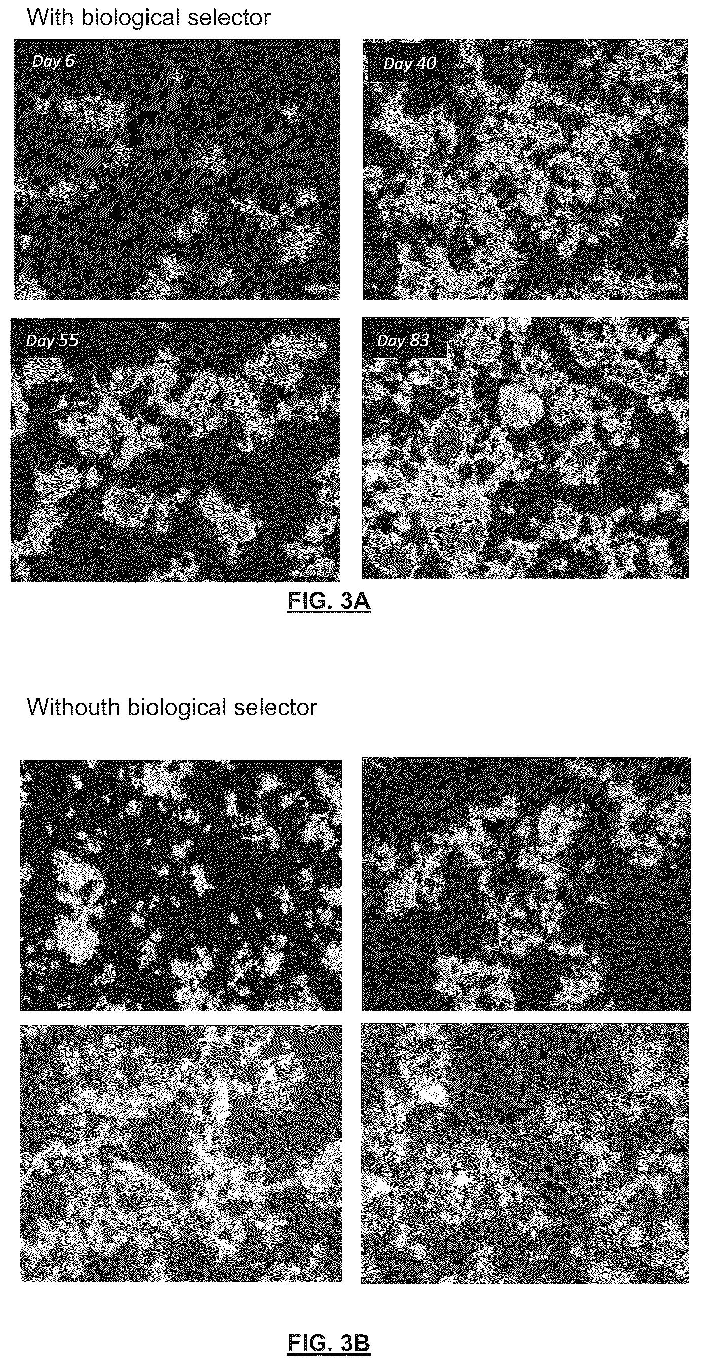 Patent US12139427 Figure 3 – Treatment of wastewater by aerobic granular biomass in continuous flow
