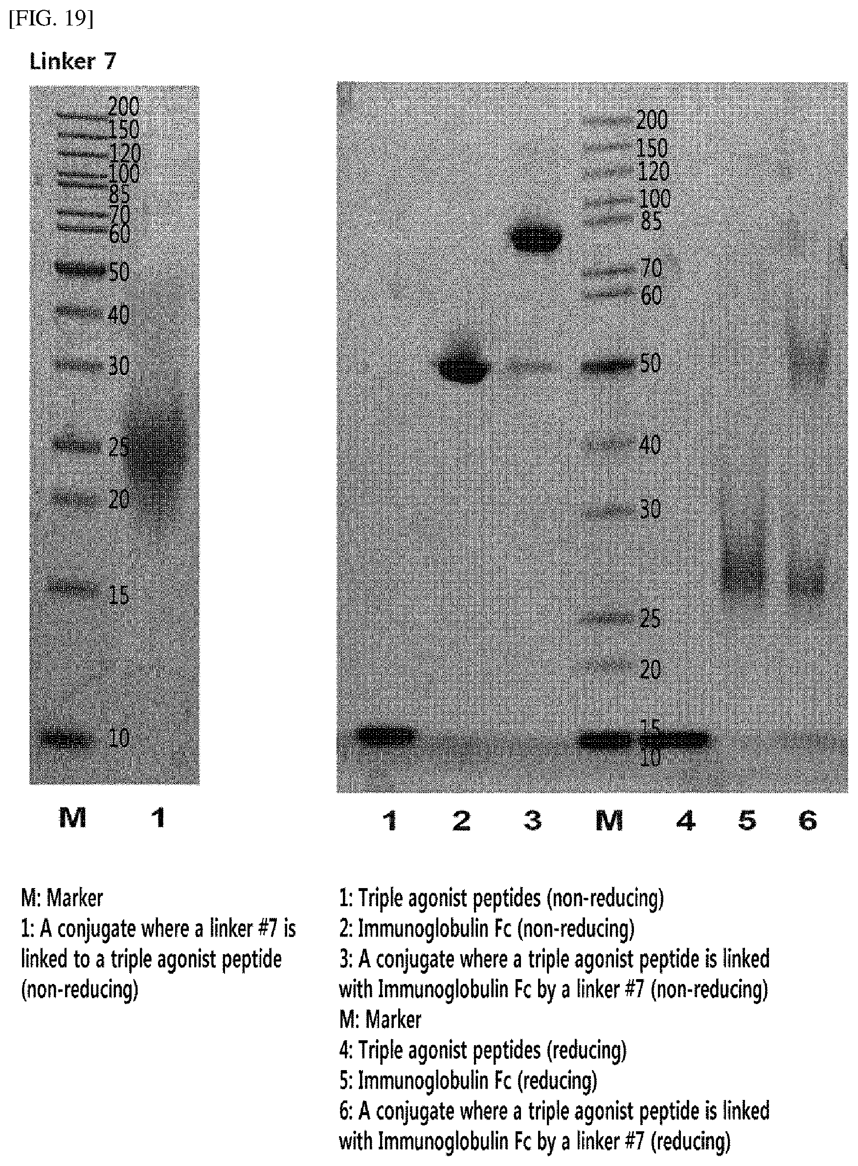 Patent US12139455 Figure 20 – Polyethylene glycol derivative and use thereof