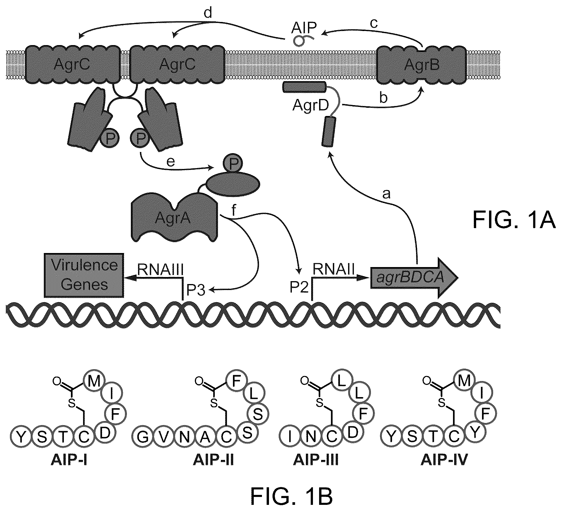 Patent US12139464 Figure 1 – Simplified structural mimetics of AIPS as quorum sensing inhibitors