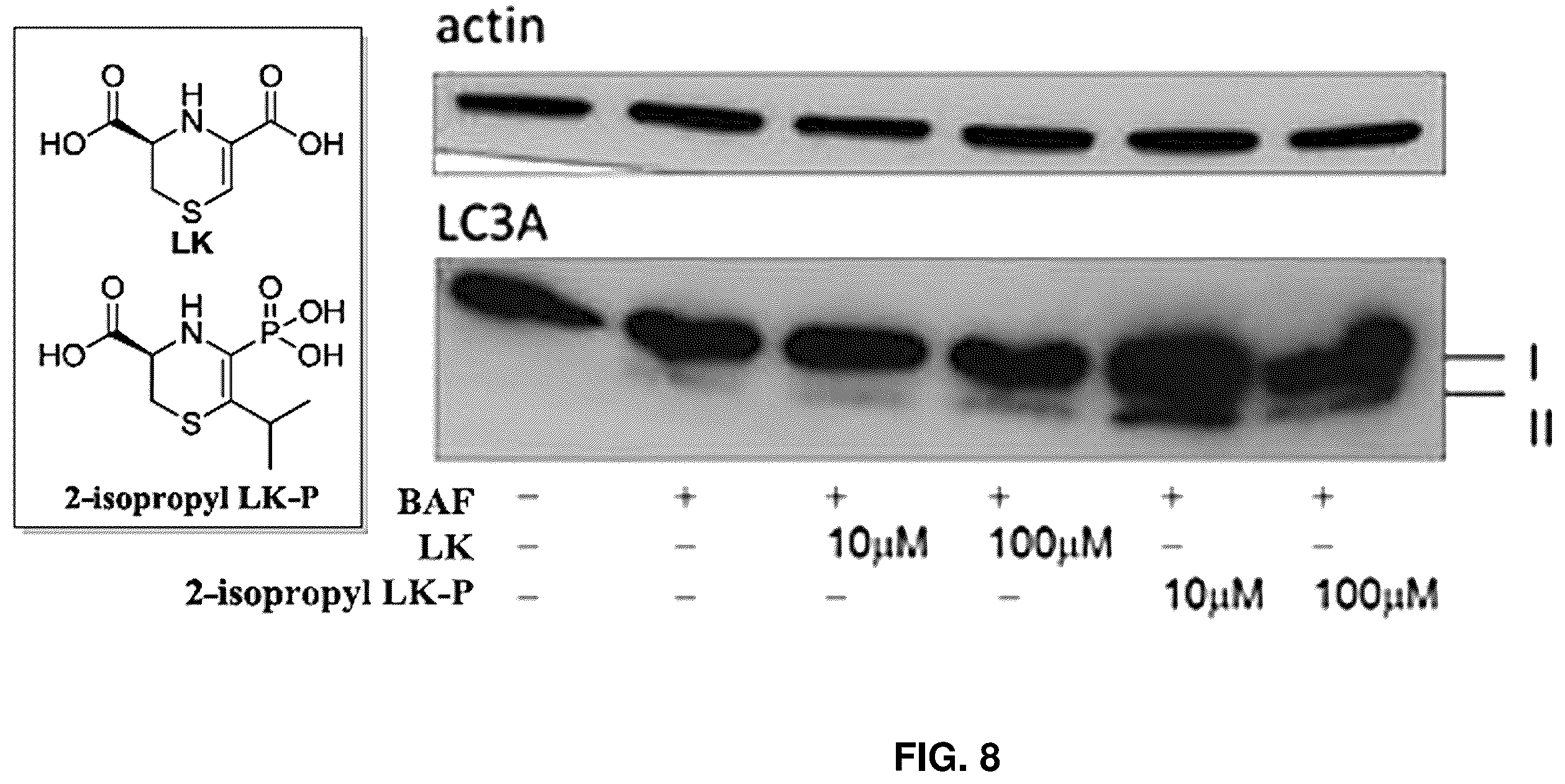 Patent US12139505 Figure 6 – Compositions useful in therapy of autophagy-related pathologies, and methods of making and using the same