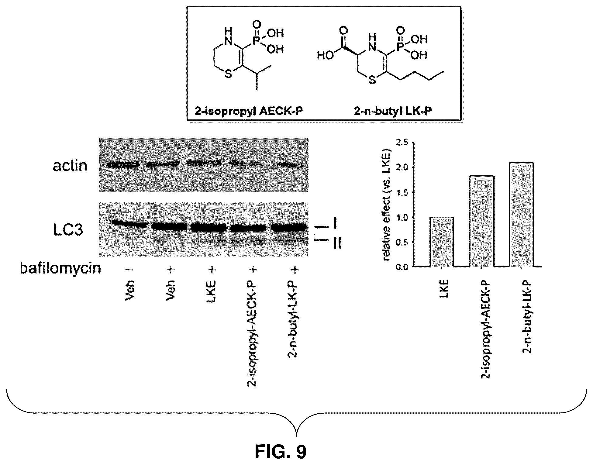 Patent US12139505 Figure 7 – Compositions useful in therapy of autophagy-related pathologies, and methods of making and using the same