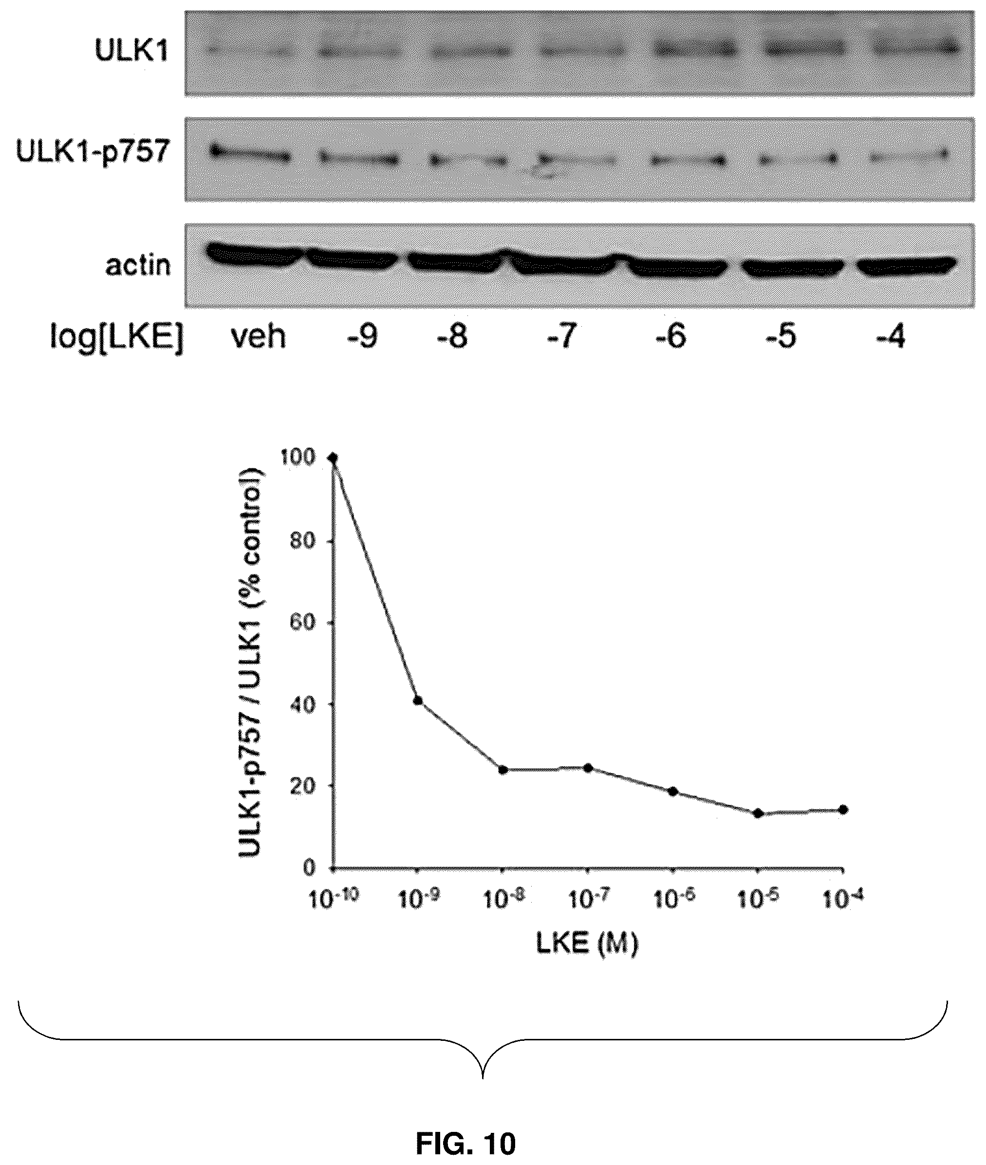 Patent US12139505 Figure 8 – Compositions useful in therapy of autophagy-related pathologies, and methods of making and using the same