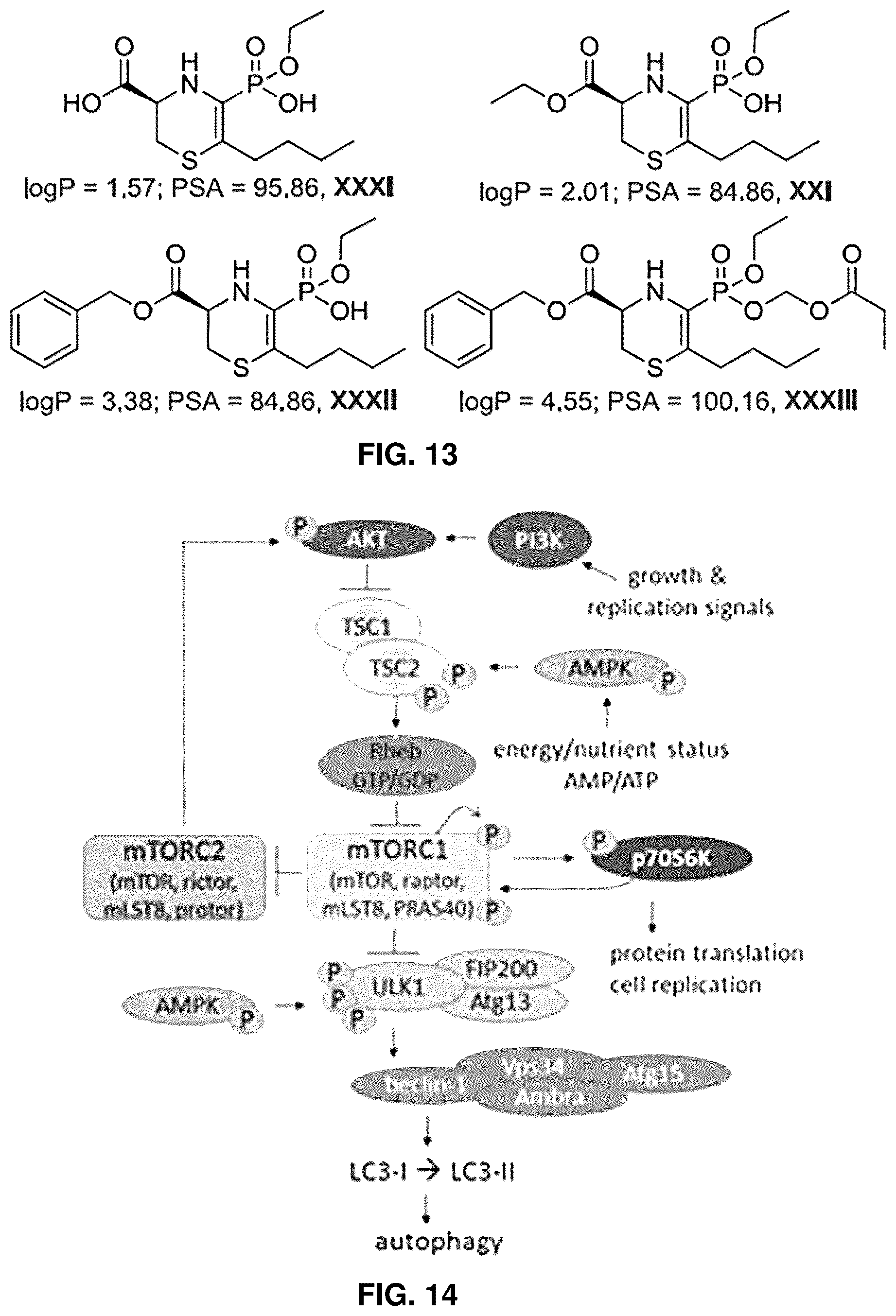 Patent US12139505 Figure 11 – Compositions useful in therapy of autophagy-related pathologies, and methods of making and using the same